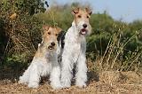 FOX TERRIER 048